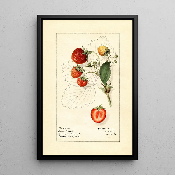 Fragaria Brow Giant - Royal Charles Steadman — quadro incorniciato alla parete