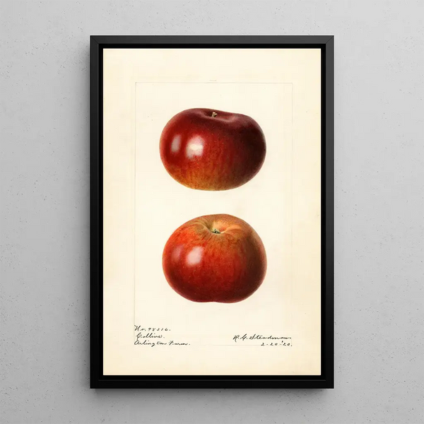 Malus domestica Collins - Royal Charles Steadman — quadro incorniciato alla parete