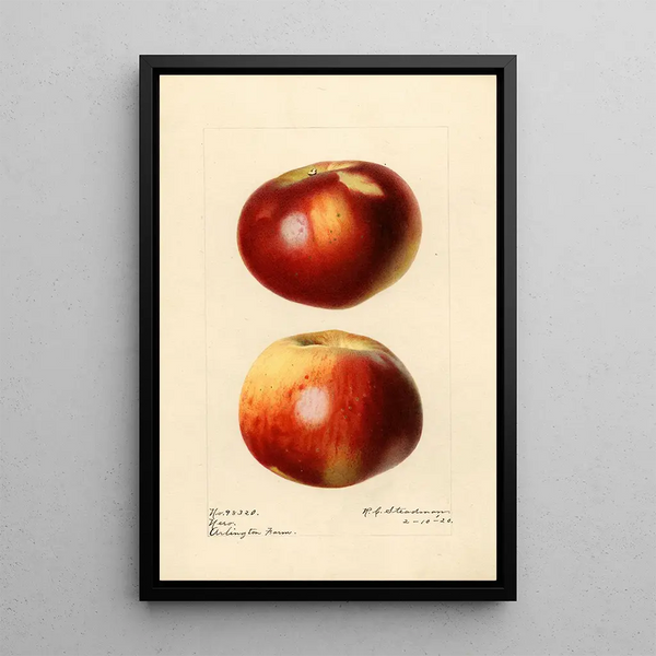 Malus domestica Nero - Royal Charles Steadman — quadro incorniciato alla parete
