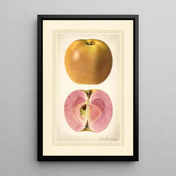 Malus domestica - Royal Charles Steadman - Royal Charles Steadman — quadro incorniciato alla parete