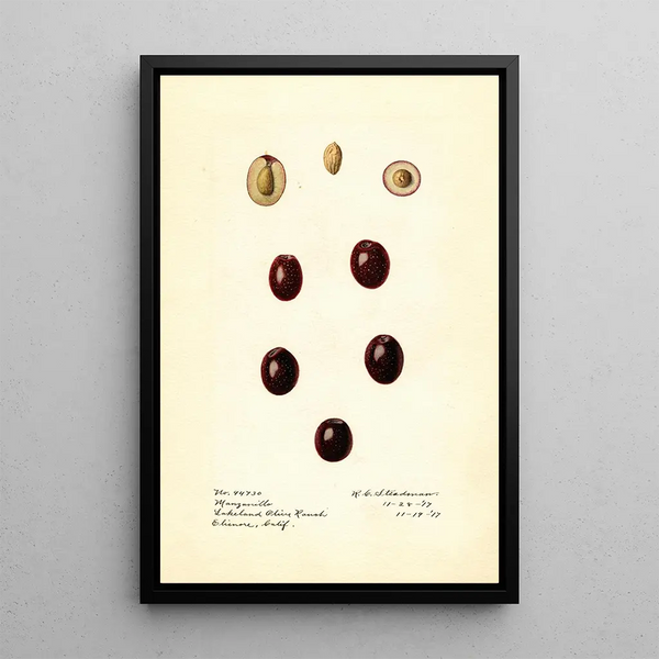 Olea europaea Manzanillo - Royal Charles Steadman - Royal Charles Steadman — quadro incorniciato alla parete