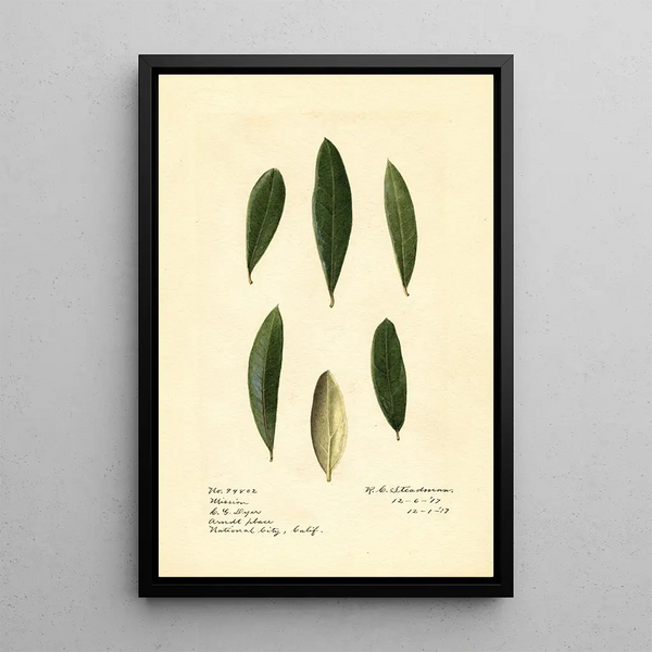 Olea europaea Mission - Royal Charles Steadman - Royal Charles Steadman — quadro incorniciato alla parete