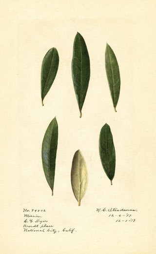 Royal Charles Steadman - Olea europaea Mission.webp