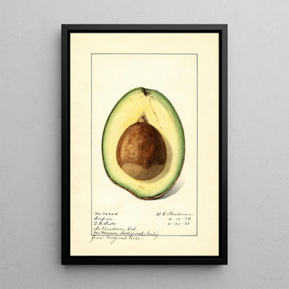 Royal Charles Steadman - Persea Surprise.webp