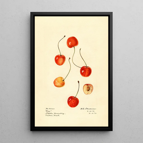 Prunus avium Cass - Royal Charles Steadman - Royal Charles Steadman — quadro incorniciato alla parete