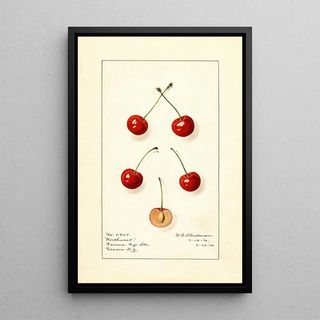 Royal Charles Steadman - Prunus avium Northwest.webp