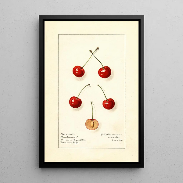 Prunus avium Northwest - Royal Charles Steadman - Royal Charles Steadman — quadro incorniciato alla parete