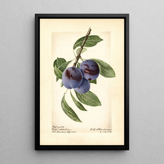 Royal Charles Steadman - Prunus domestica Lafayette.webp