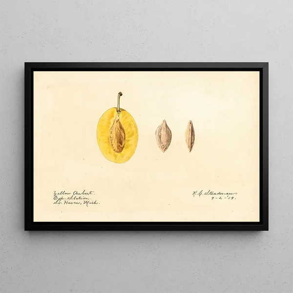 Royal Charles Steadman - Prunus domestica Yellow Aubert.webp