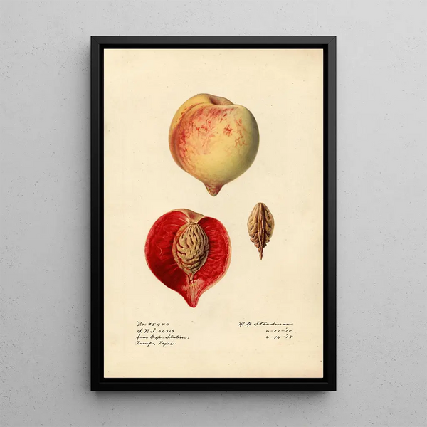 Prunus persica - Royal Charles Steadman - Royal Charles Steadman — quadro incorniciato alla parete