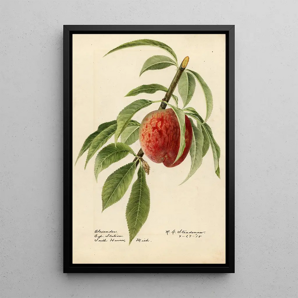 Prunus persica Alexander - Royal Charles Steadman - Royal Charles Steadman — quadro incorniciato alla parete