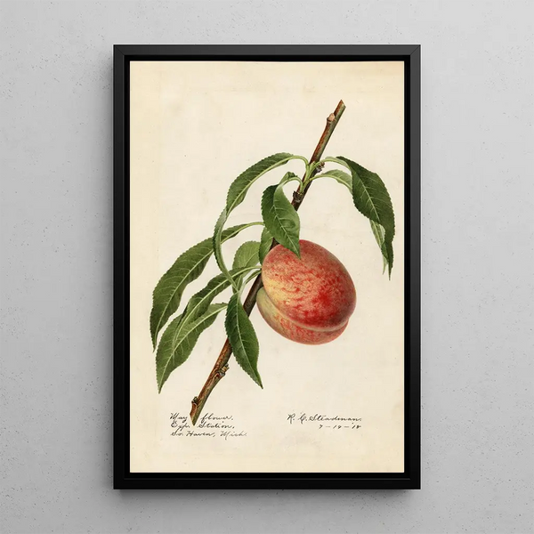 Prunus persica Mayflower - Royal Charles Steadman - Royal Charles Steadman — quadro incorniciato alla parete