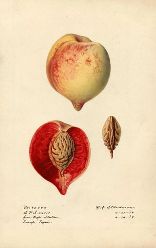 Royal Charles Steadman - Prunus persica.webp