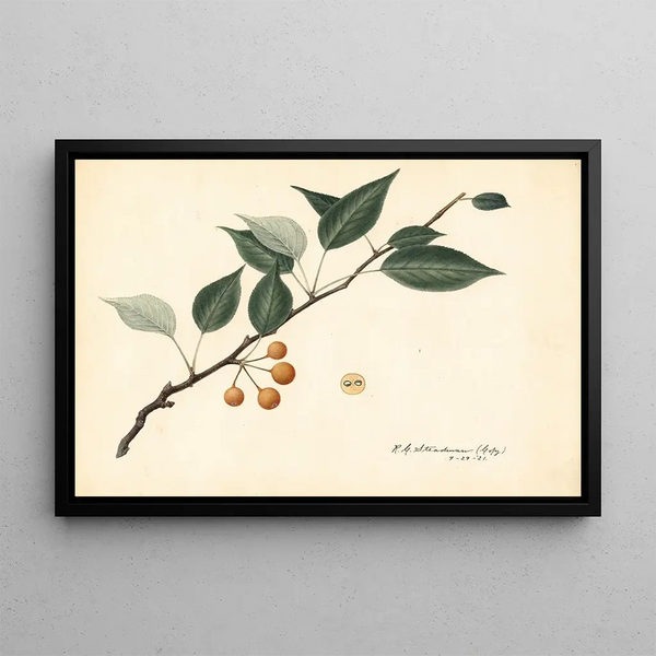 Royal Charles Steadman - Pyrus communis.webp