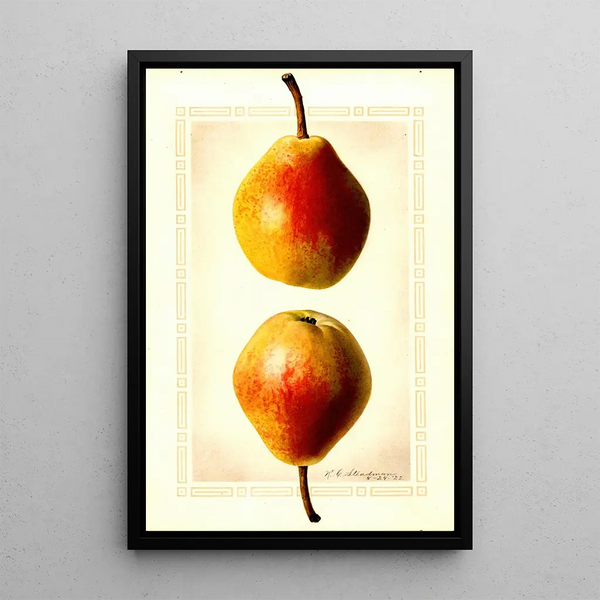 Pyrus communis Clapps Favorite - Royal Charles Steadman - Royal Charles Steadman — quadro incorniciato alla parete