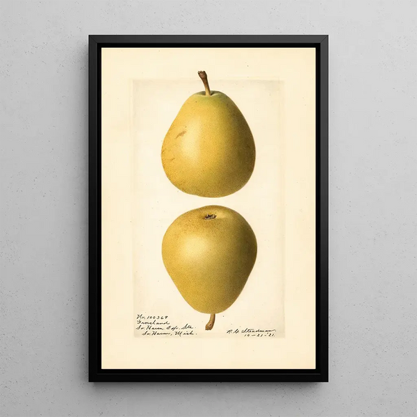 Pyrus communis Groveland - Royal Charles Steadman - Royal Charles Steadman — quadro incorniciato alla parete