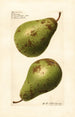 Pyrus communis P - Royal Charles Steadman - Royal Charles Steadman — vista dell’opera