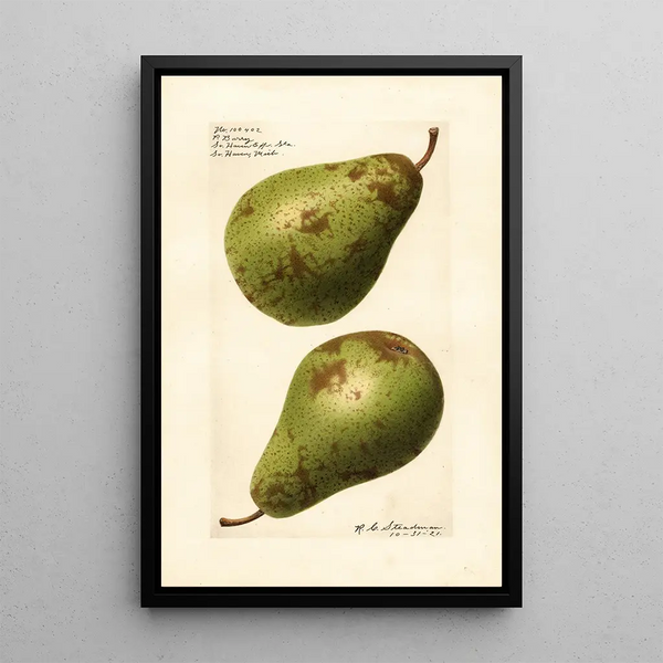 Pyrus communis P - Royal Charles Steadman - Royal Charles Steadman — quadro incorniciato alla parete