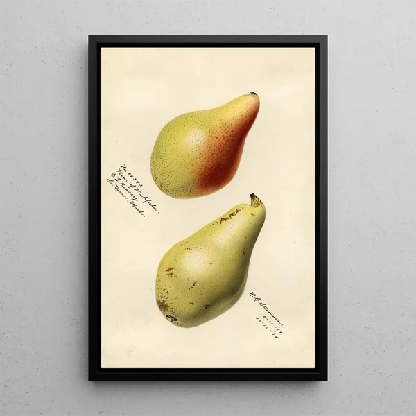 Pyrus communis Vicar of Winkfield - Royal Charles Steadman - Royal Charles Steadman — quadro incorniciato alla parete