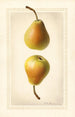 Pyrus communis Worden Seckel - Royal Charles Steadman - Royal Charles Steadman — vista dell’opera