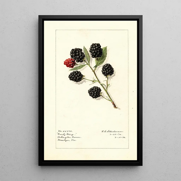 Rubus Early King - Royal Charles Steadman - Royal Charles Steadman — quadro incorniciato alla parete