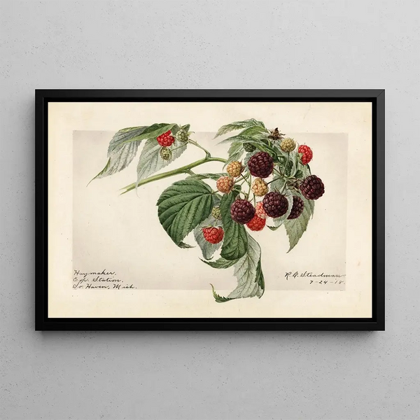 Rubus Haymaker - Royal Charles Steadman — quadro incorniciato alla parete