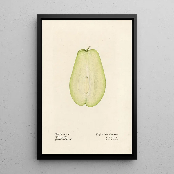 Sechium edule - Royal Charles Steadman - Royal Charles Steadman — quadro incorniciato alla parete