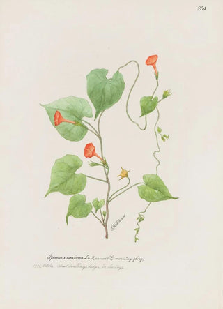 S Fred Prince - Morning glory.webp