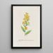 Verge d'or voyante - S Fred Prince — quadro incorniciato alla parete