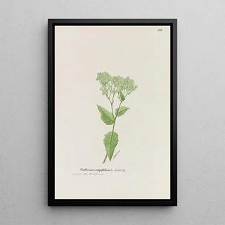 S Fred Prince - White top.webp