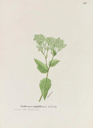 S Fred Prince - White top.webp