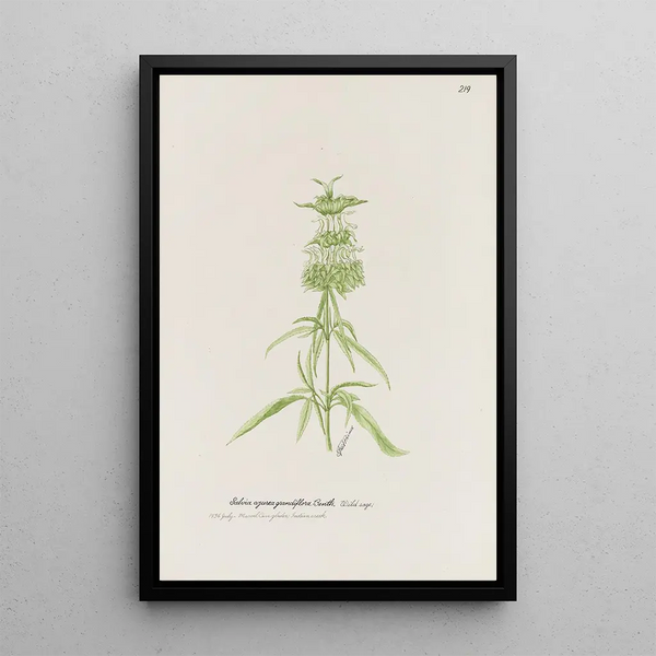 S Fred Prince - Wild sage.webp