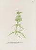 Salvia selvatica - S Fred Prince — vista dell’opera