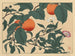 Kaki - Sakai Hōitsu — vista dell’opera