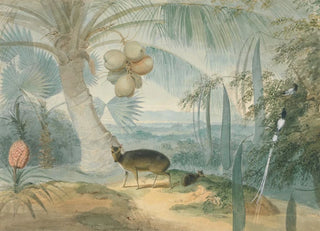 Samuel Daniell - A Landscape in Ceylon With Barking Deer and Fawn and a Pair of Paradise FlyCatchers.webp
