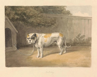 Un bulldog - Samuel Howitt — vista dell’opera