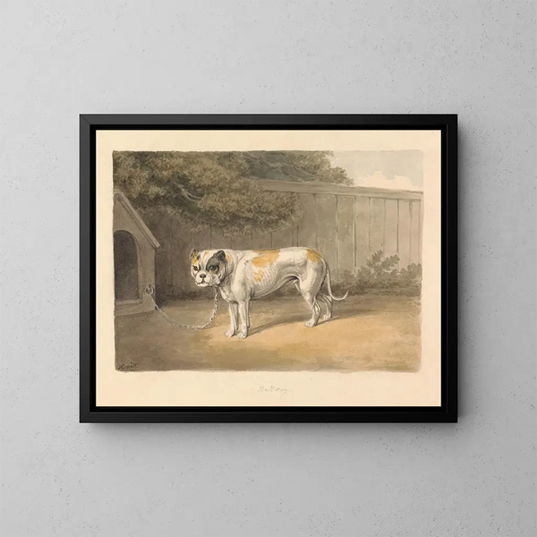 Un bulldog - Samuel Howitt — quadro incorniciato alla parete