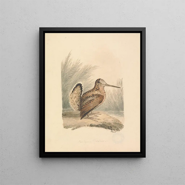 Una beccaccia - Samuel Howitt — quadro incorniciato alla parete