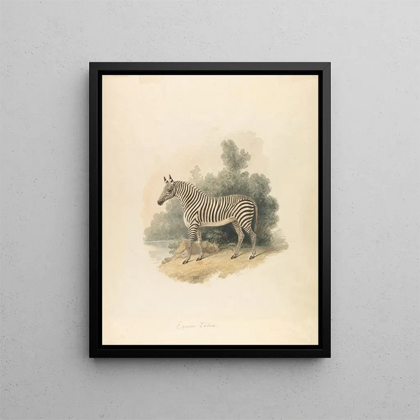 Le zèbre - Samuel Howitt — quadro incorniciato alla parete