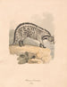 Civetta africana - Samuel Howitt — vista dell’opera