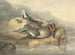 Teal morto - Samuel Howitt — vista dell’opera