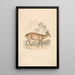 Cerf-cochon - Samuel Howitt — quadro incorniciato alla parete
