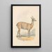 Lama - Samuel Howitt — quadro incorniciato alla parete