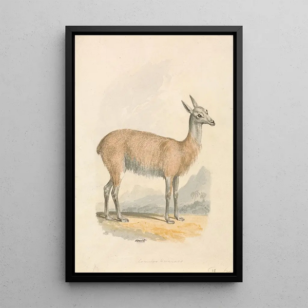Lama - Samuel Howitt — quadro incorniciato alla parete