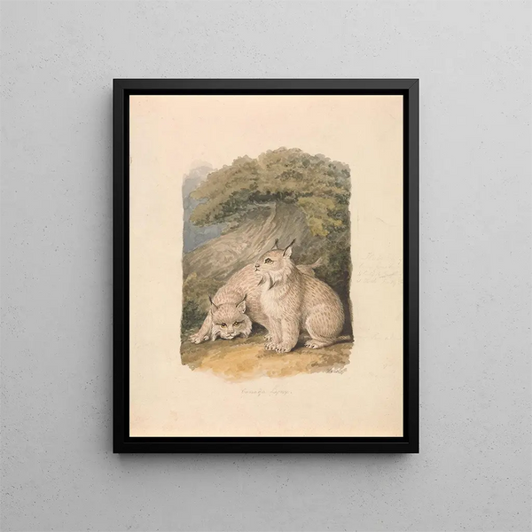 Il lynx del Canada visto dalla vita - Samuel Howitt — quadro incorniciato alla parete