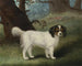 King Charles Spaniel - Samuel Spode — vista dell’opera