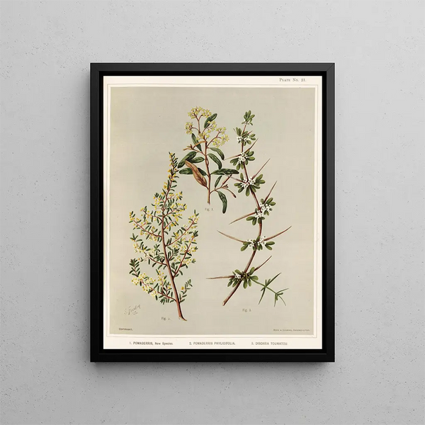 Pomaderris Nuova specie 2 Pomaderris phylicifolia 3 Discaria toumatou Tavola 21 - Sarah Featon — quadro incorniciato alla parete