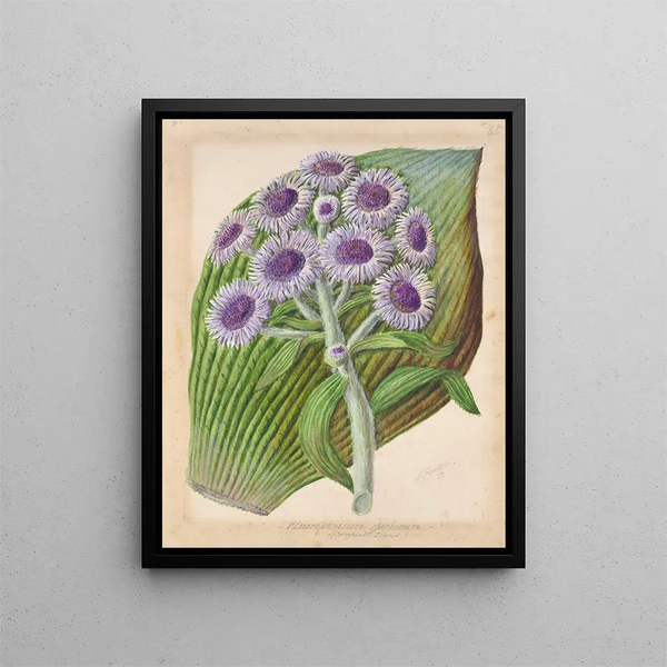 Sarah Featon - Antarctic daisy.webp