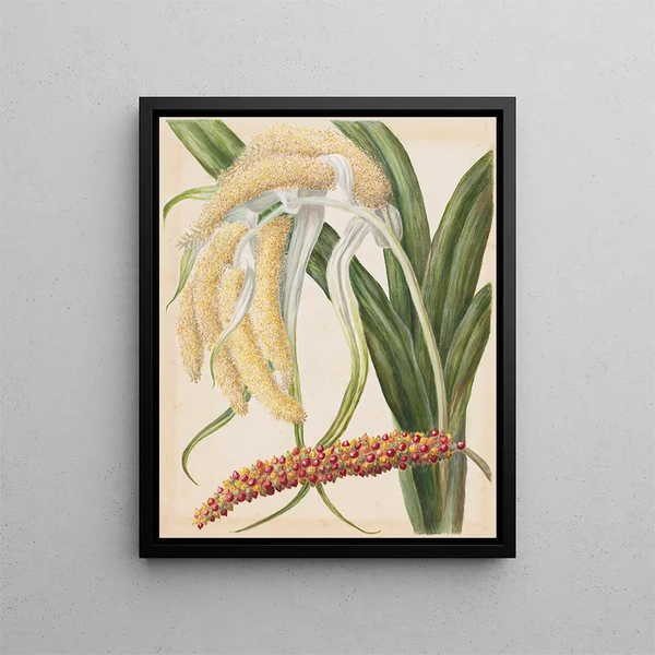 Astelia solandri Kowharawhara - Sarah Featon — quadro incorniciato alla parete