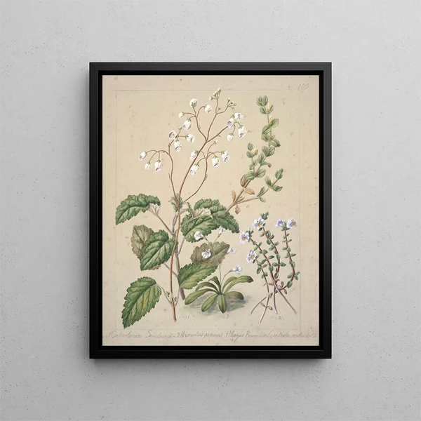 Calceolaria sinclarii Mimulus repens Mazus nain - Sarah Featon — quadro incorniciato alla parete
